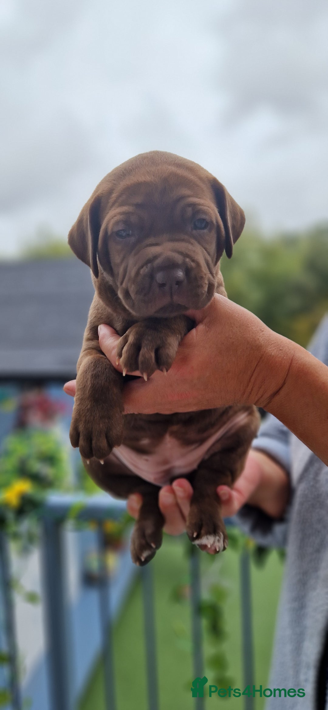 Mixed Breed dogs for sale: cane corso x mastiff pups for sale - Image 12