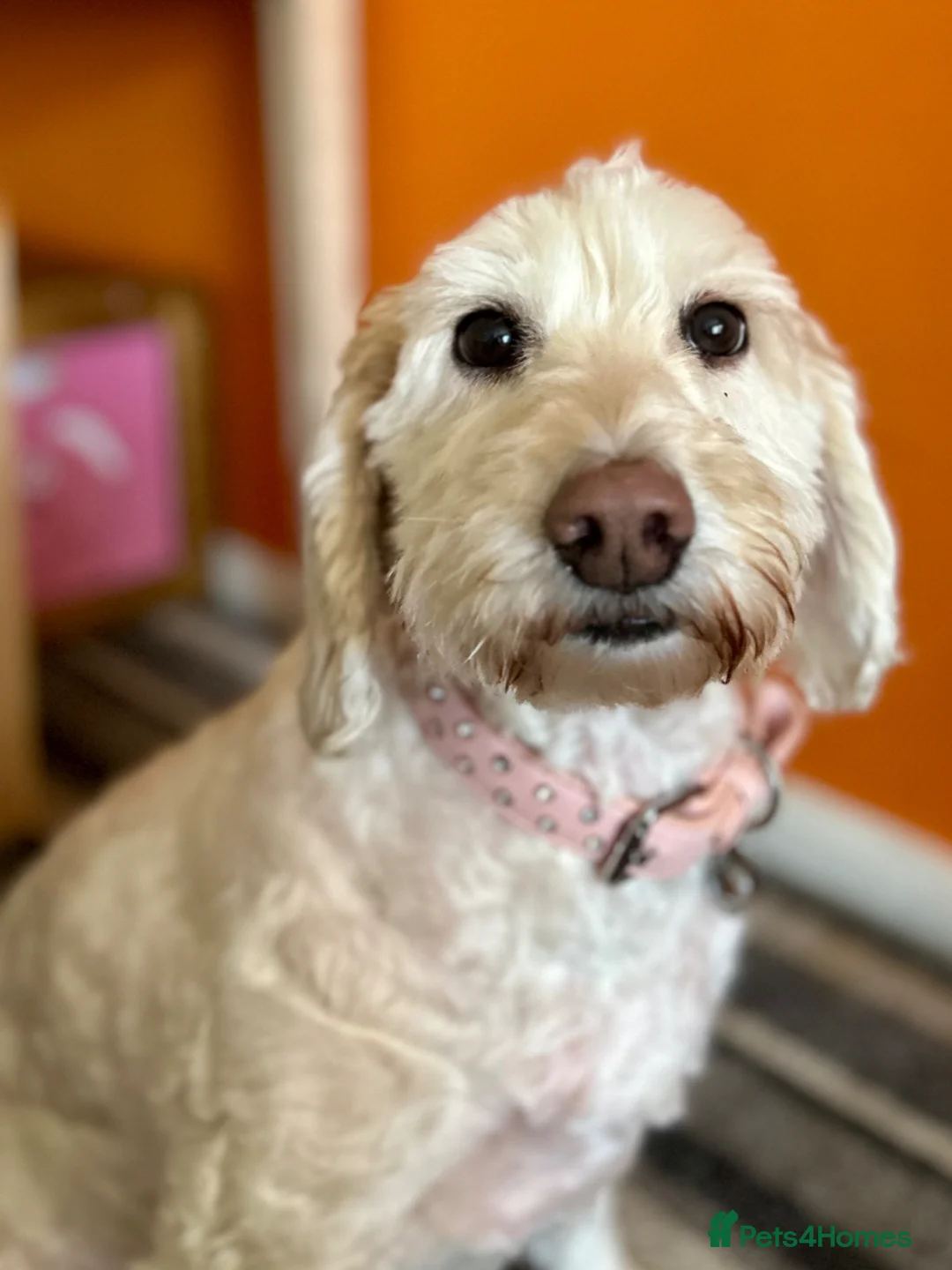 Australian Labradoodle dogs for sale: Beautiful Australian Labradoodle Needs Loving Home - Advert 2