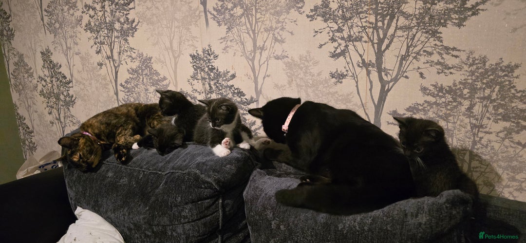 Mixed Breed cats for sale: 4 kittens  - Advert 4