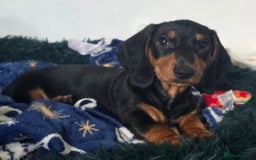 Dachshund dogs for sale: Beautiful Dachshund Puppies - Advert 4