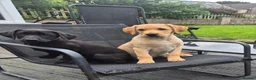 Labrador Retriever dogs for sale: Last 2 KC Registered Black Labradors – Ready Now - Advert 8