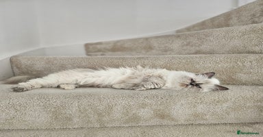 Persian cats - Advert 5