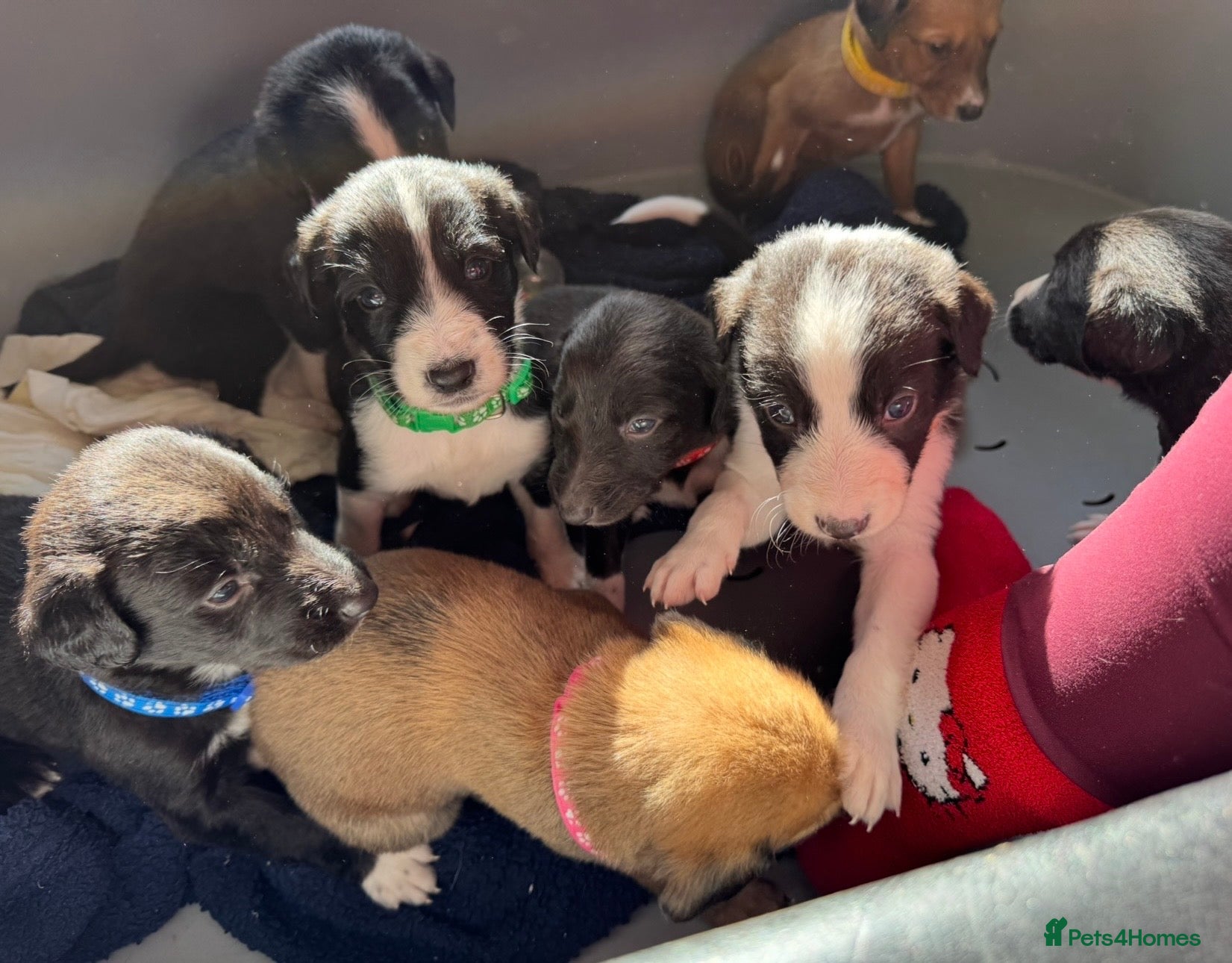 Mixed Breed dogs Saluki Greyhound puppies - Advert 2