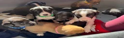 Mixed Breed dogs for sale: LAST BOY- Saluki Greyhound puppies - Advert 7