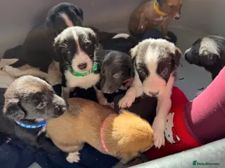 Mixed Breed dogs Saluki Greyhound puppies - Advert 1