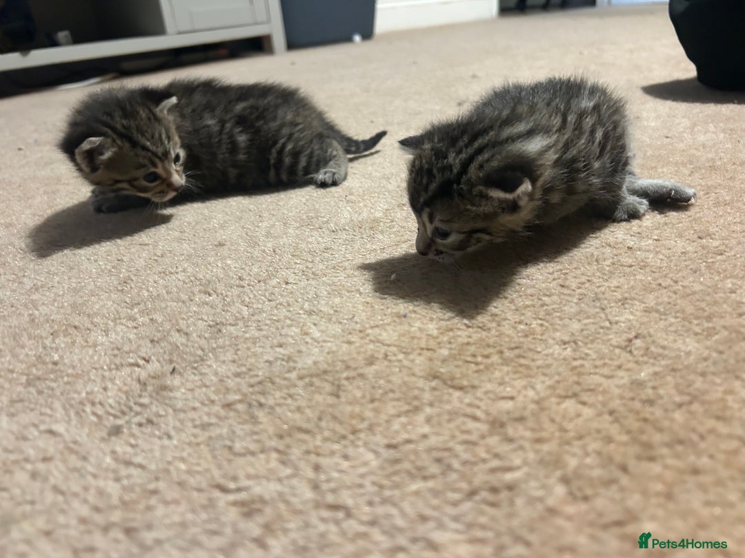 Mixed Breed cats for sale: Beautiful kittens  - Image 6