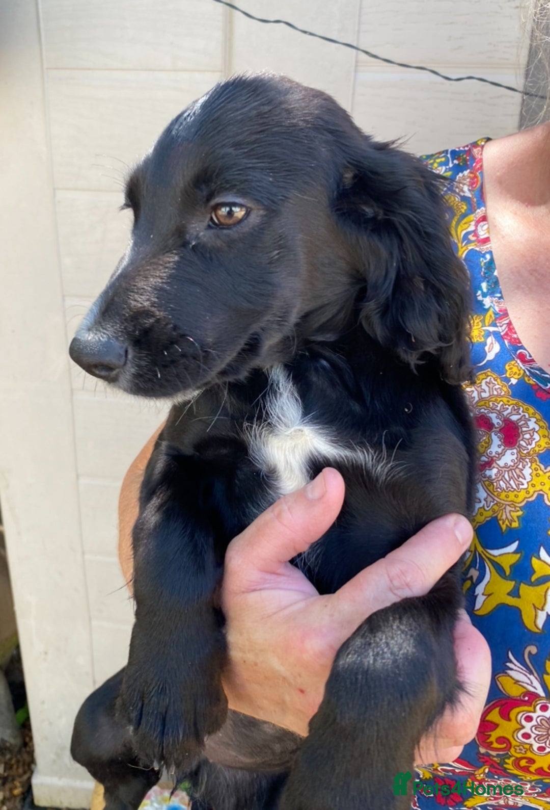 Sprocker dogs for sale: Beautiful sprocker spanials  - Image 14