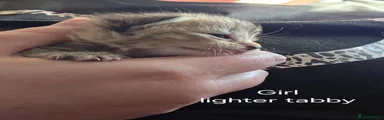 Female tabby