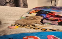 British Shorthair cats for sale: BSH BLUE AND BSH GOLD KITTENS Ready now! - Image 6