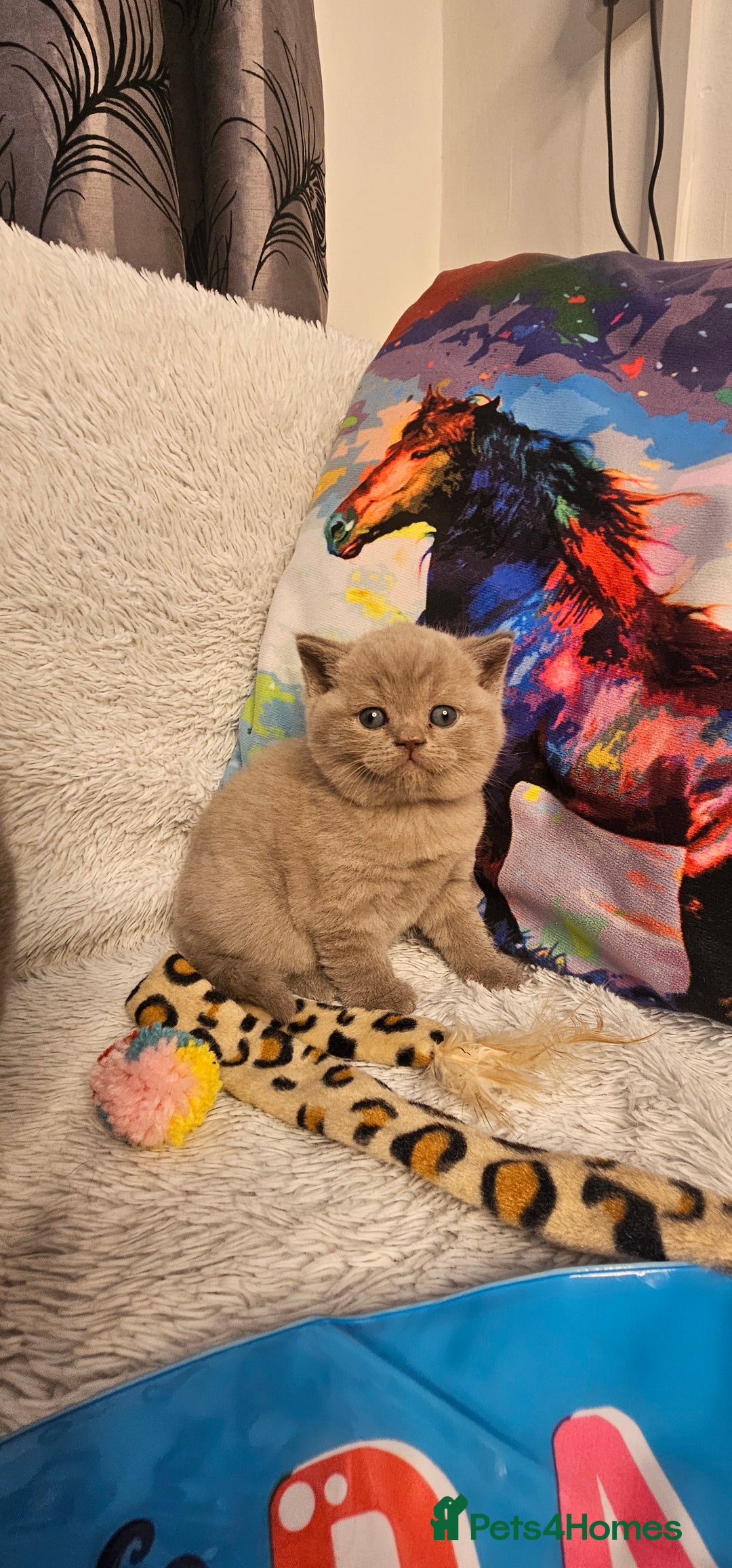 British Shorthair cats for sale: BSH BLUE AND BSH GOLD KITTENS Ready now! - Image 6