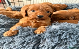 Cockapoo dogs for sale: Beautiful fox red cockapoo - Image 2