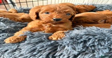 Cockapoo dogs - Advert 7