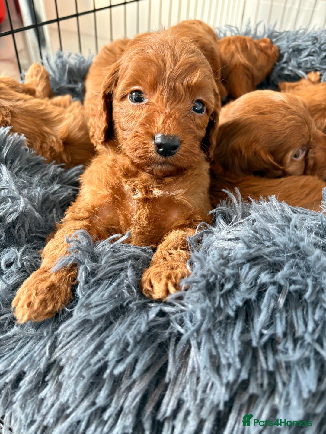 Cockapoo dogs for sale: Beautiful fox red cockapoo - Image 2
