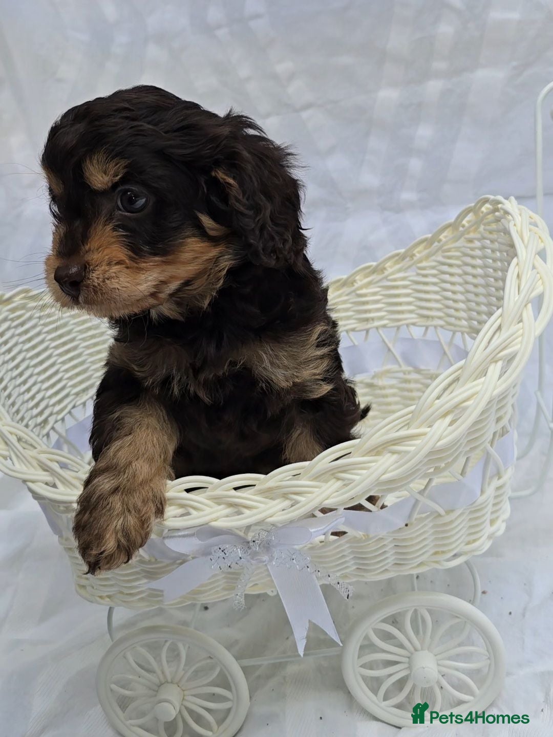 Cavapoo dogs F1 dark Chocolate/Tan Mini Cavapoo puppies  - Advert 15
