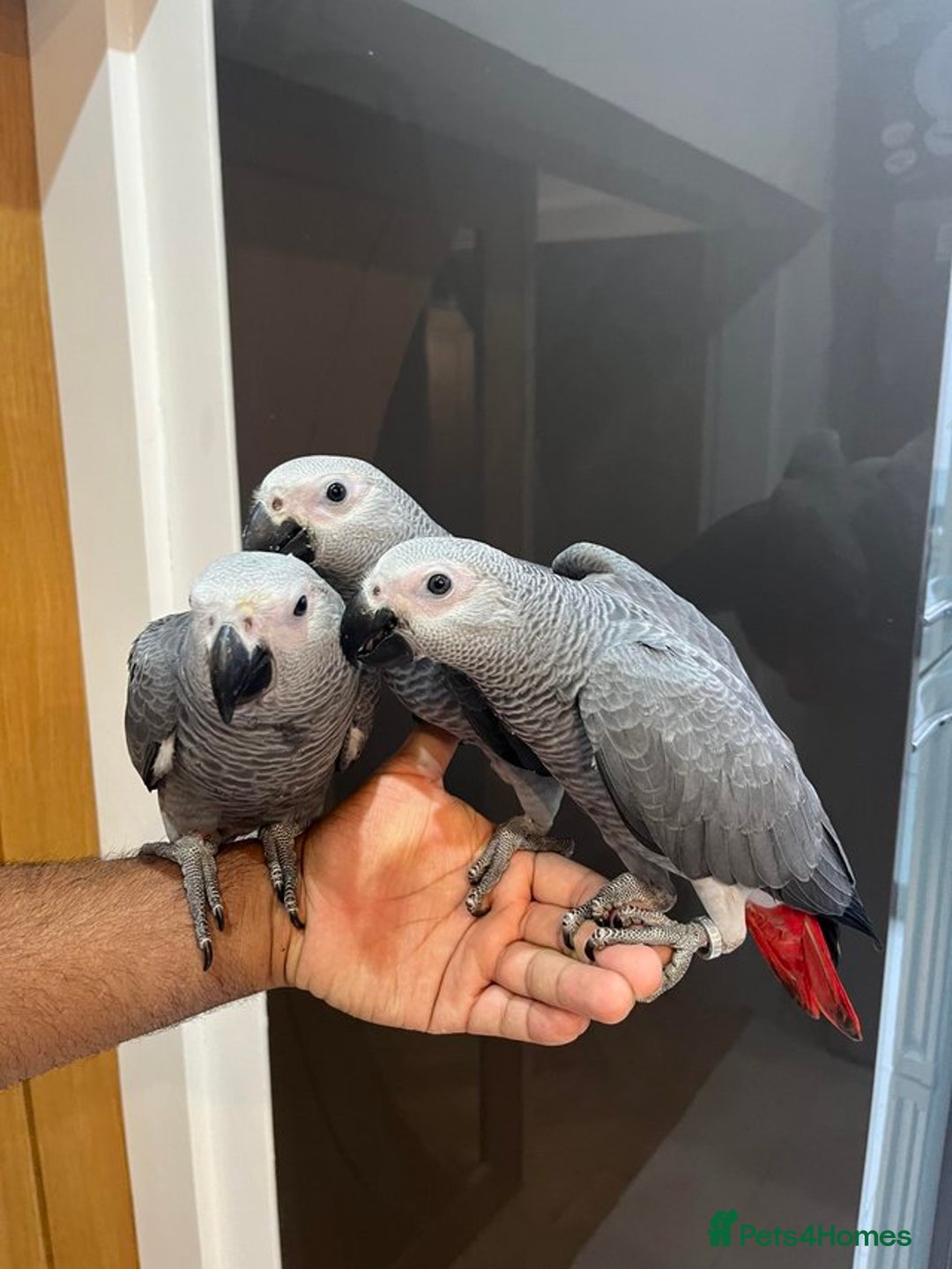 Parrots birds for sale: Super Tame Cuddly African Grey Parrots Ready  - Image 4