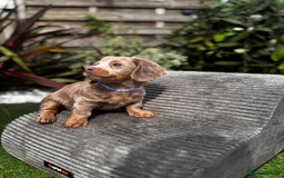 Miniature Dachshund dogs for sale: 💗 READY TO LEAVE - K.C MINIATURE DACHSHUND 💗 - Image 20