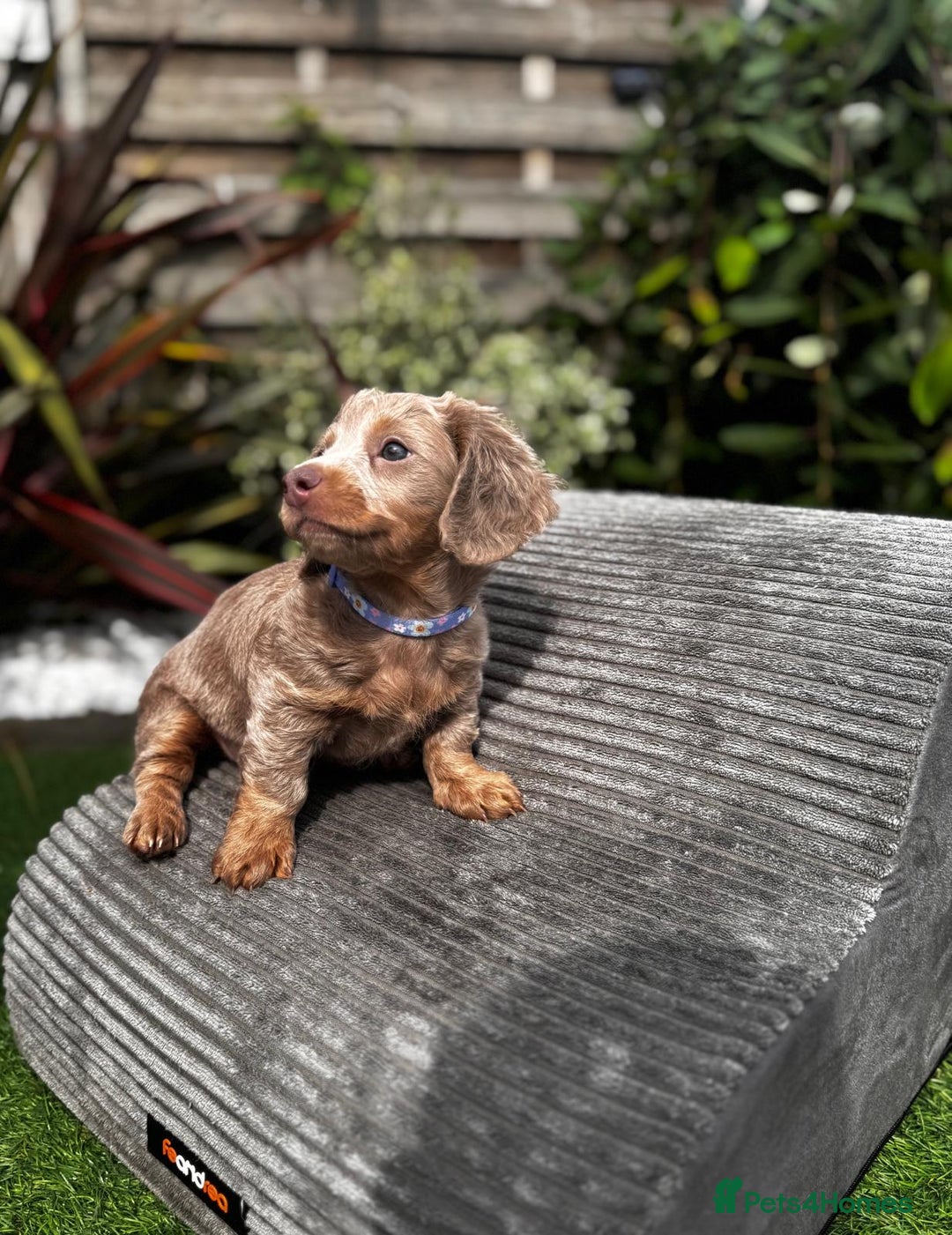 Miniature Dachshund dogs for sale: 💗 READY TO LEAVE - K.C MINIATURE DACHSHUND 💗 - Image 20