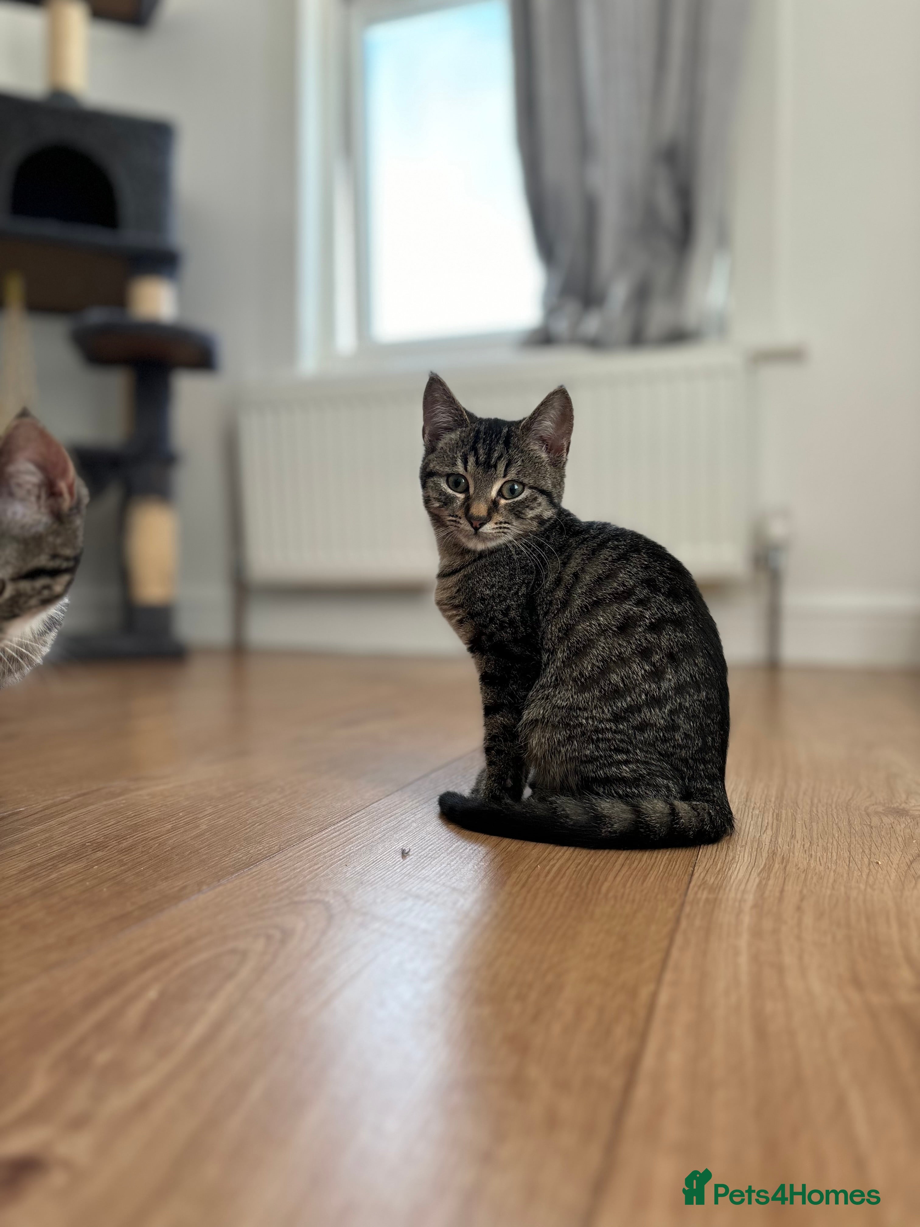 Maine Coon cats 🌟2Kittens left Urgently Seeking 4Ever Homes🌟 - Advert 15