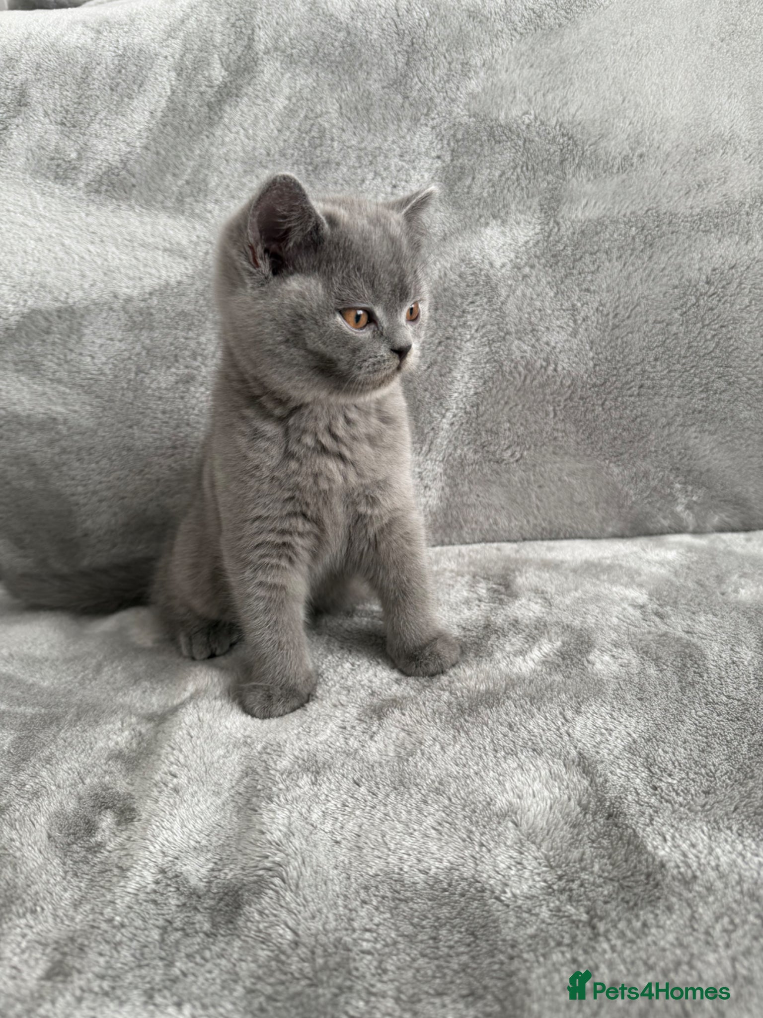 British Shorthair cats Adorable British Shorthair Kittens Ready To Go - Advert 2