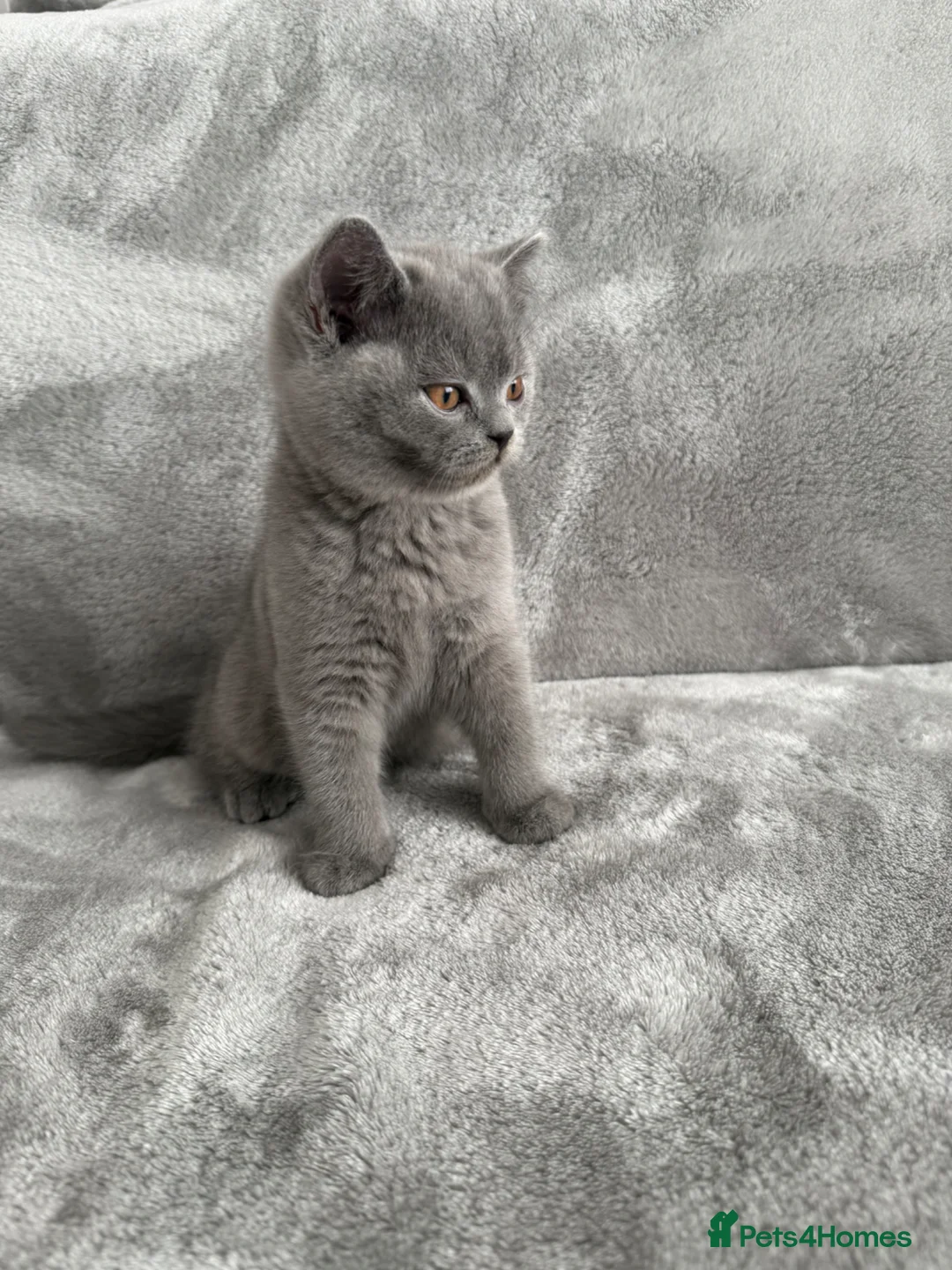 British Shorthair cats for sale: Only 1 Adorable British Shorthair boy left - Advert 2
