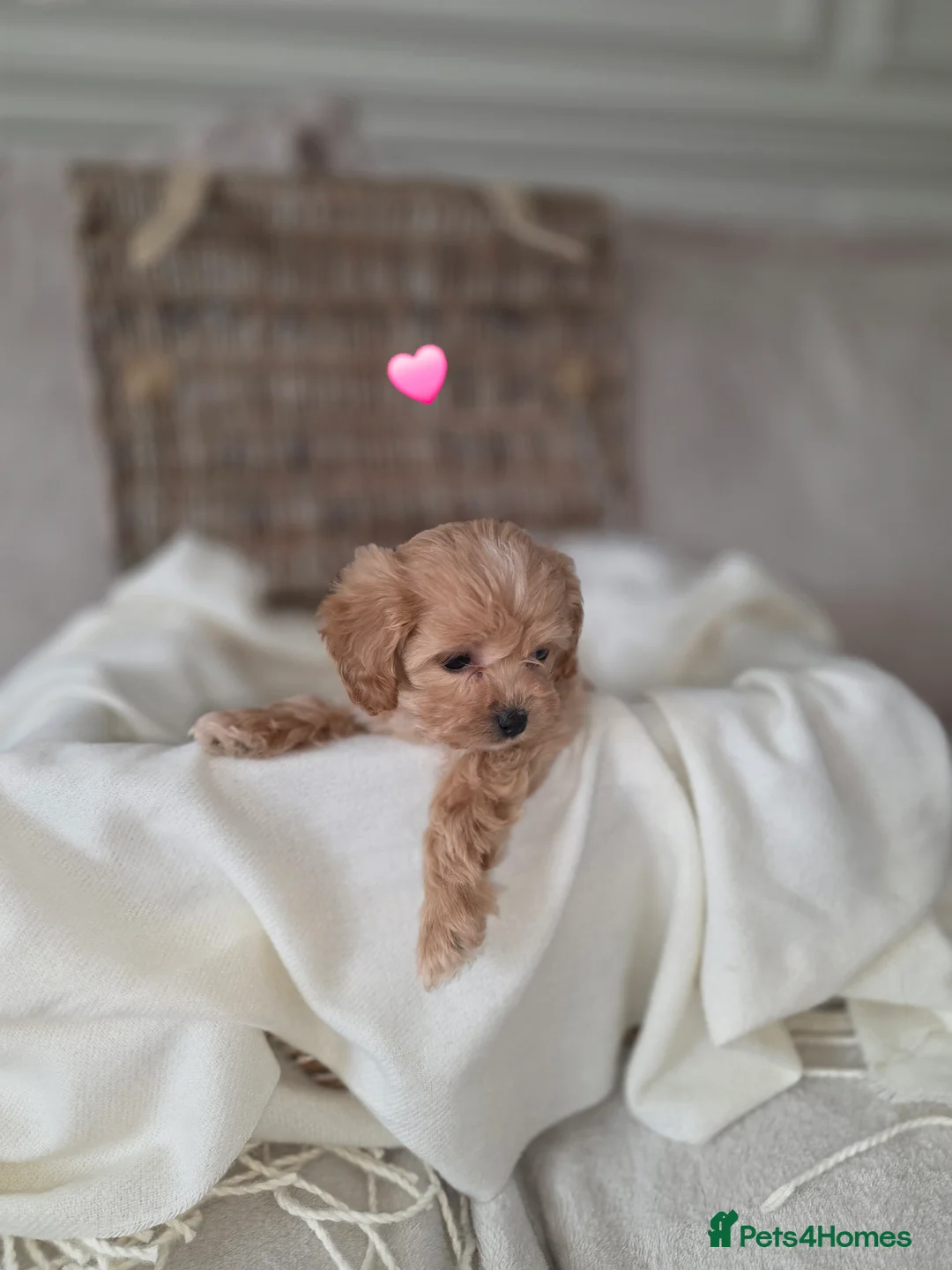Maltipoo dogs for sale: Five gorgeous multi-poo puppies 3boys 2 girls - Advert 26