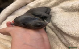 Italian Greyhound dogs for sale: KC Italian Greyhound Puppies  - Image 19