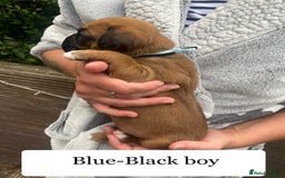 Boxer dogs for sale: Bunch of Boxer Babies - Image 13