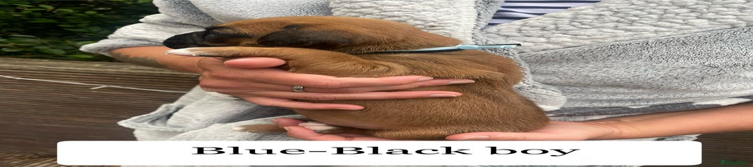 Boxer Puppy 3 - blue-black boy