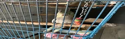 Cockatiels birds for sale: Baby Cockatiels Ready Mid July - Advert 14