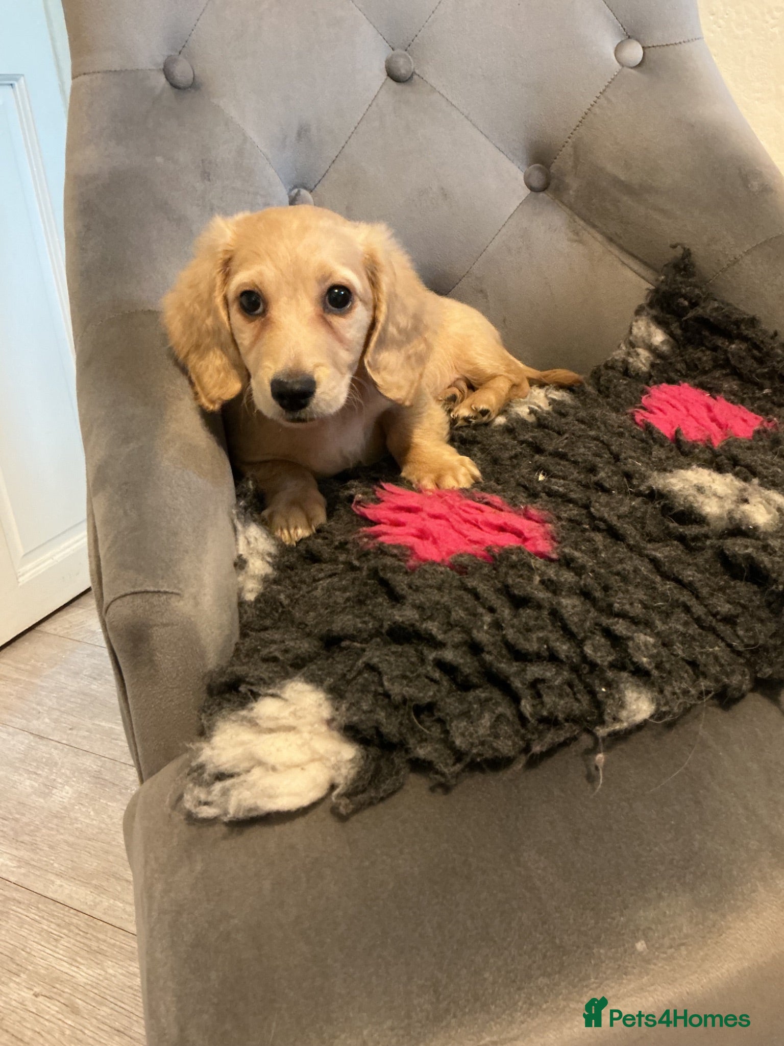 Mixed Breed dogs Long haired cream male miniature dachshund puppy - Advert 11