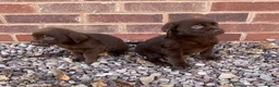 Labrador Retriever dogs for sale: Gorgeous Labrador pups - Advert 7