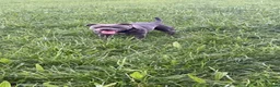 Staffordshire Bull Terrier dogs for sale: Blue Staffordshire bull terrier puppies  in Ilfracombe - Advert 6