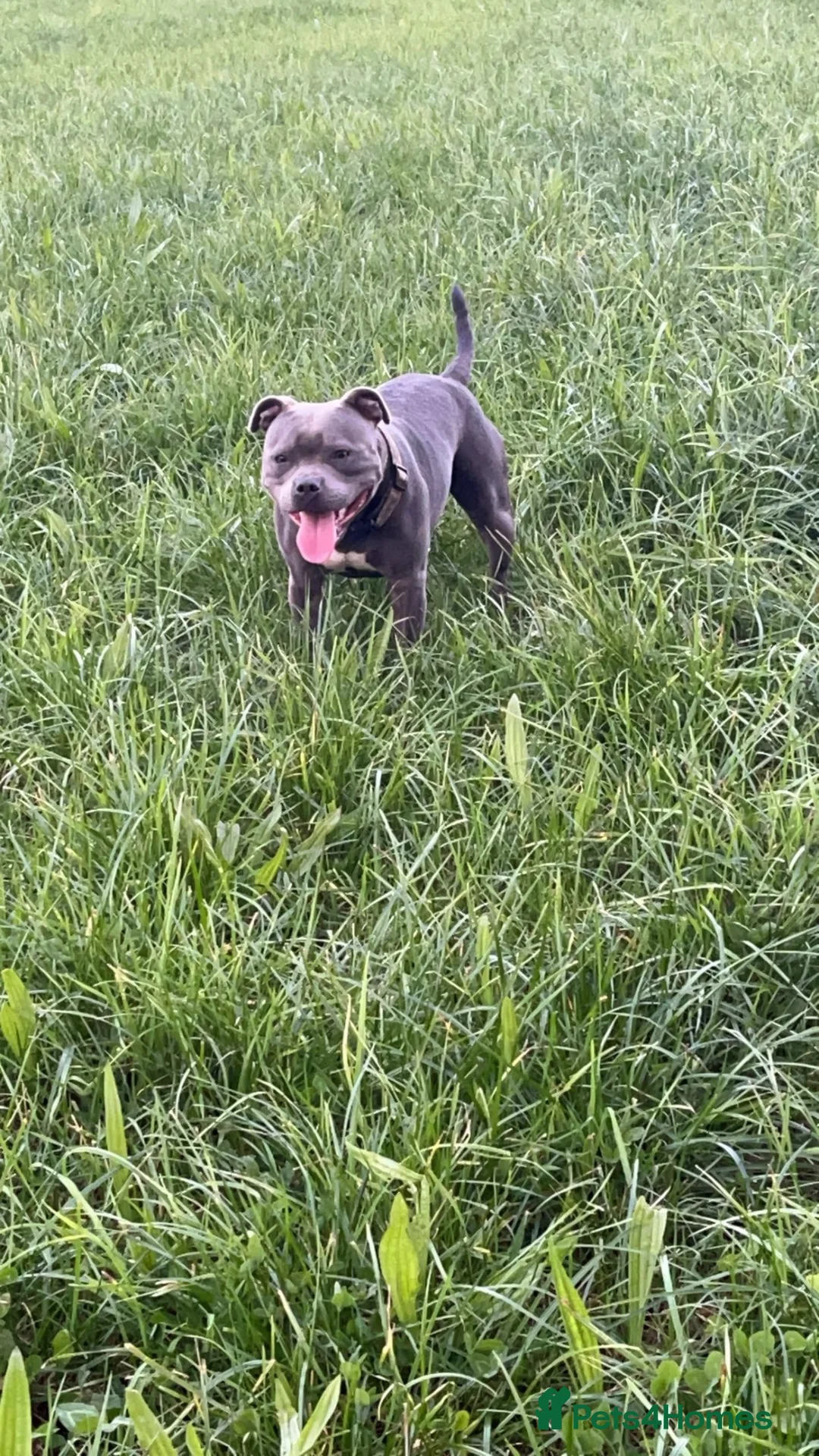 Staffordshire Bull Terrier dogs for sale: Blue Staffordshire bull terrier puppies  in Ilfracombe - Advert 6