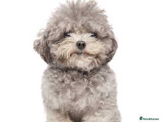 Toy Poodle dogs Smallest Silver Asian Micro Poodle In UK in Stevenage - Advert 3