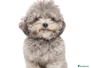 Toy Poodle dogs Smallest Silver Asian Micro Poodle In UK in Stevenage - Advert 21