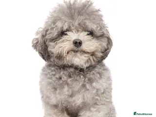 Toy Poodle dogs Smallest Silver Asian Micro Poodle In UK in Stevenage - Advert 6
