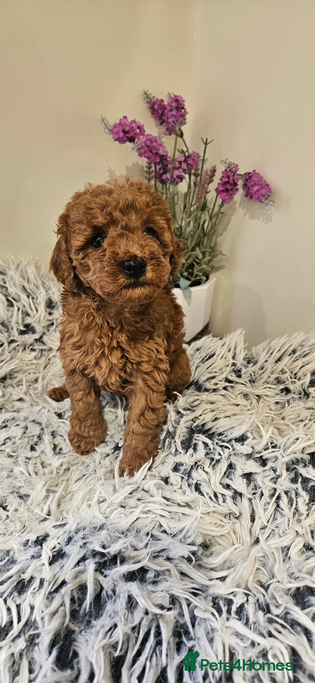 Toy Poodle dogs for sale: Beautiful Red Toy Poodle Puppies - Advert 19