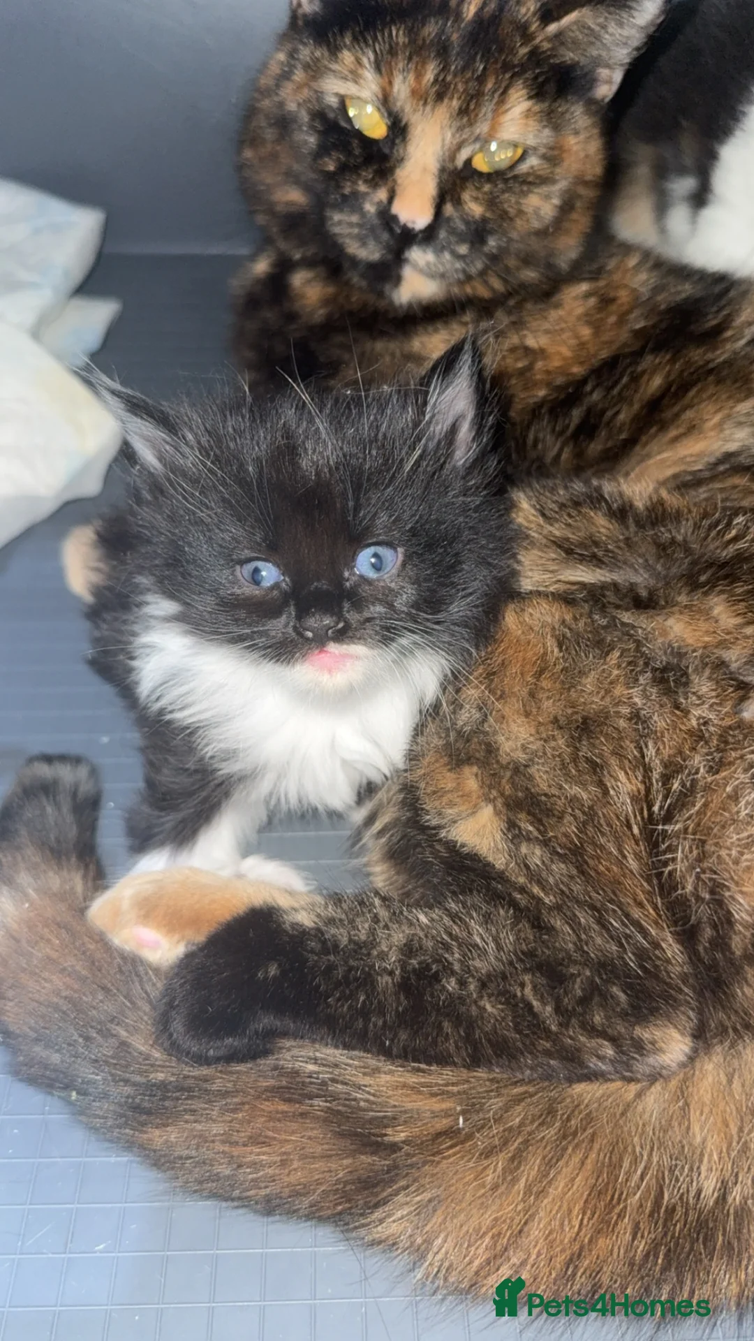 Mixed Breed cats for sale: 4 Adorable Girl kittens for new homes!! - Advert 1