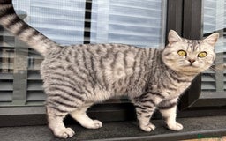 British Shorthair cats for sale: British Shorthair Silver Spotted GCCF Cat - Image 7