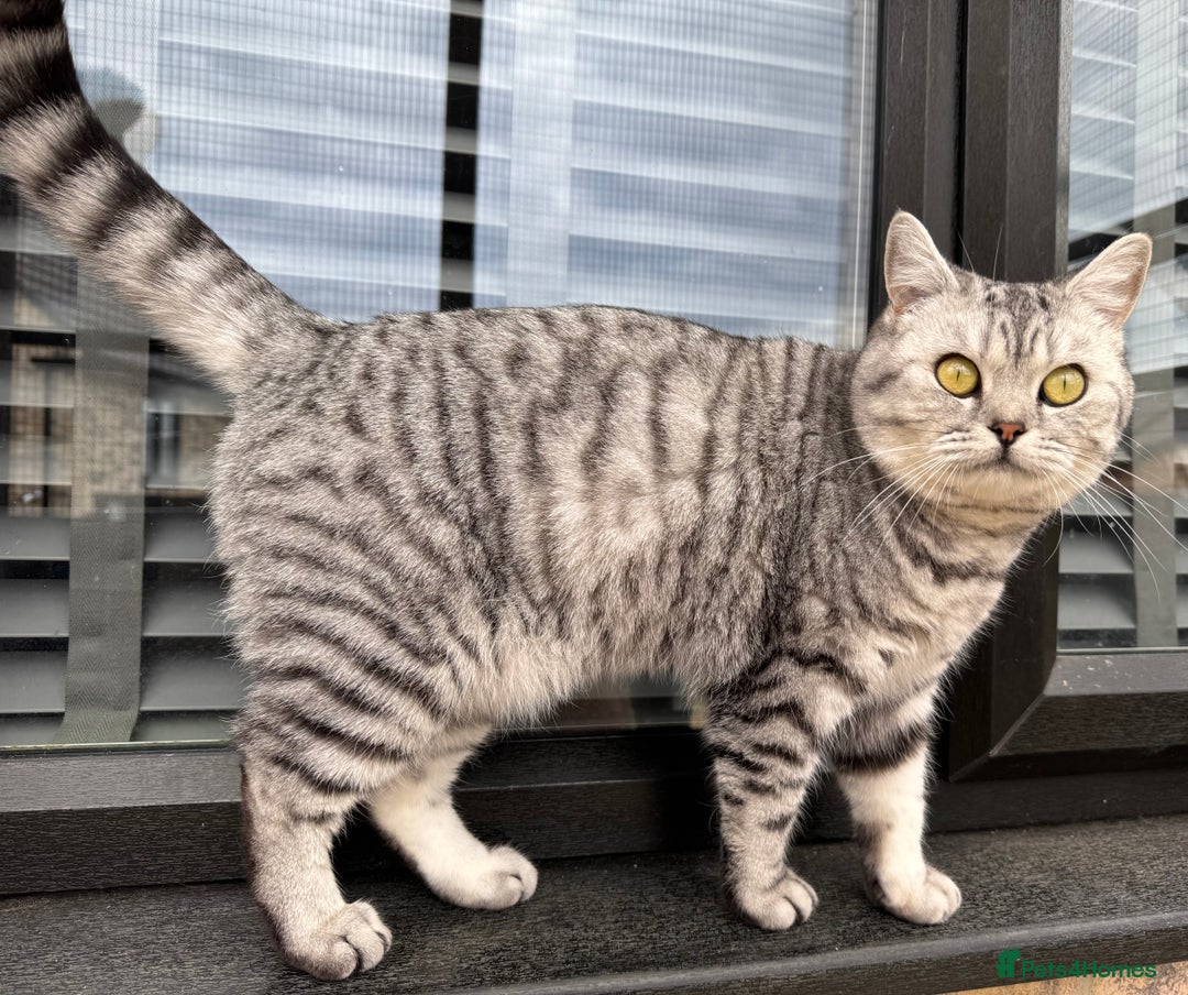 British Shorthair cats for sale: British Shorthair Silver Spotted GCCF Cat - Image 7