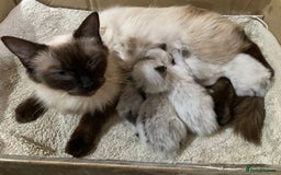 Ragdoll cats for sale: Lovely Kittens - Image 7