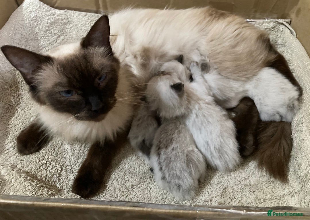 Ragdoll cats for sale: Lovely Kittens - Image 7