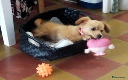 Mixed Breed dogs for adoption: Little (Tiny) Lady - Image 14