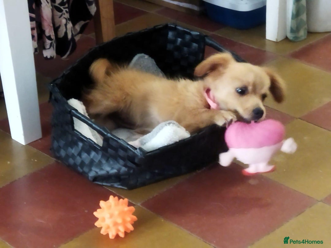 Mixed Breed dogs for adoption: Little (Tiny) Lady - Image 14
