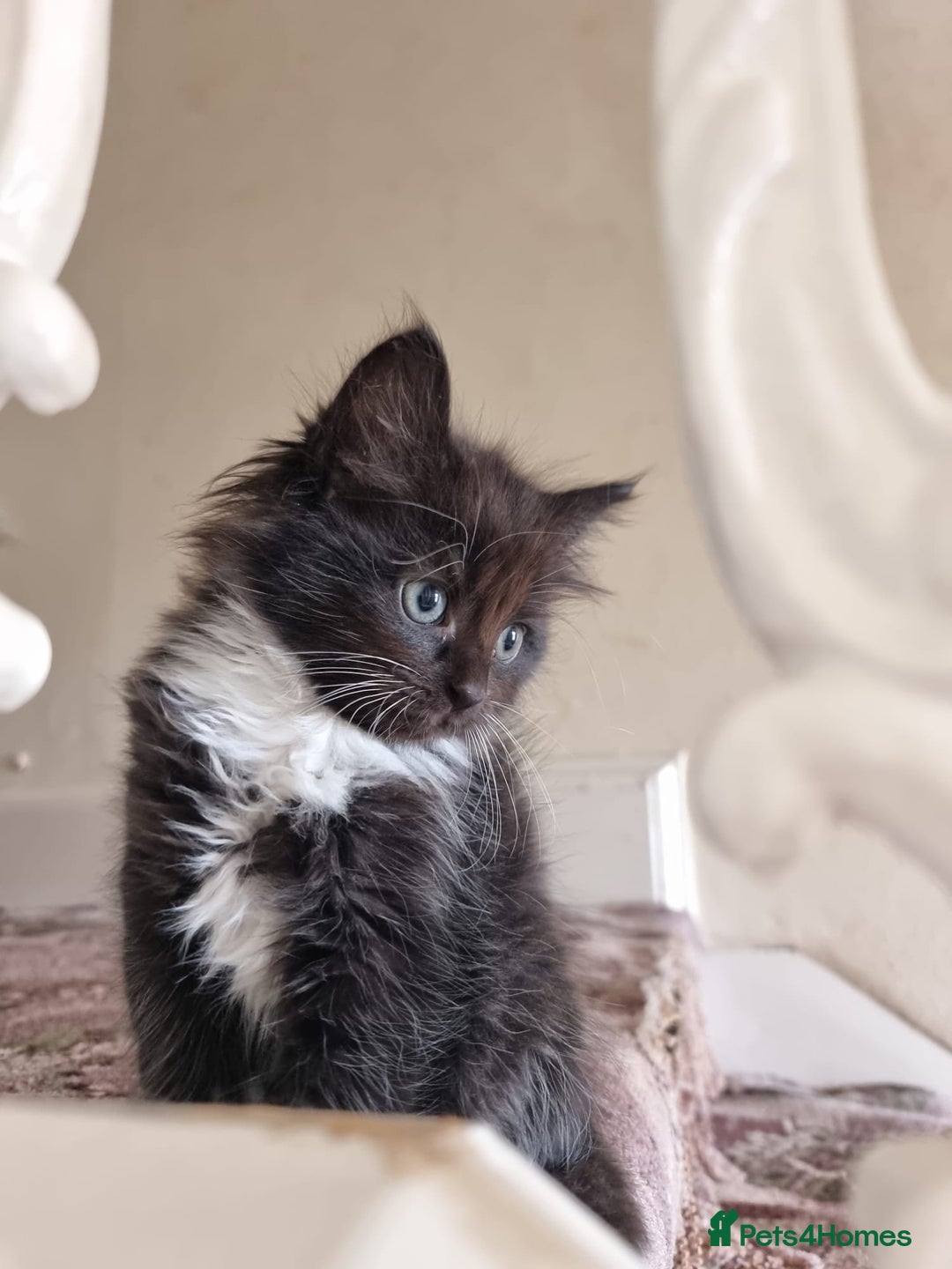 Ragdoll cats for sale: 6 Ragdoll x kittens, available now - Image 4