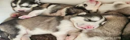 Alaskan Malamute dogs for sale: Full Alaskan Malamute puppies  - Advert 11