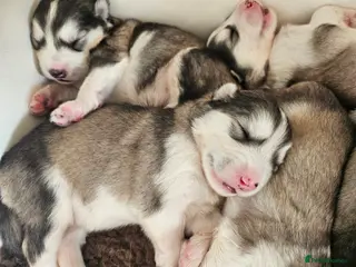 Alaskan Malamute dogs Full Alaskan Malamute puppies - Advert 5