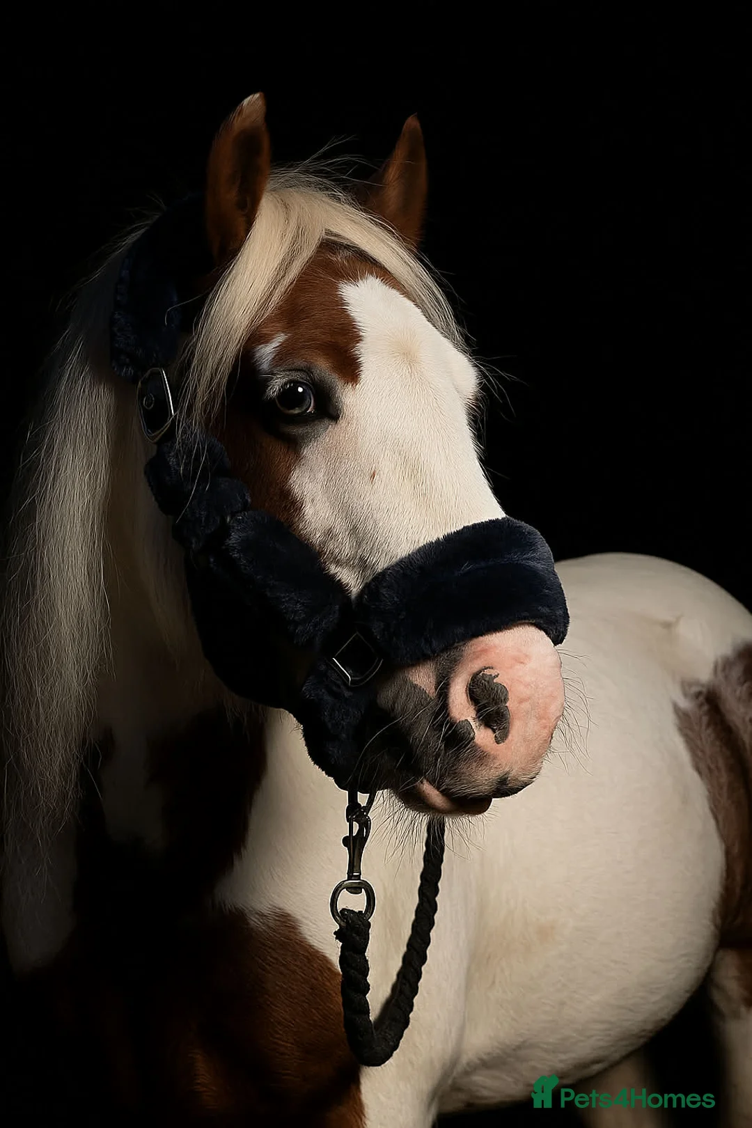 Irish Cob horses for sale: Little Mo - Advert 1