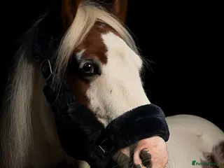 Irish Cob horses Little Mo - Advert 1