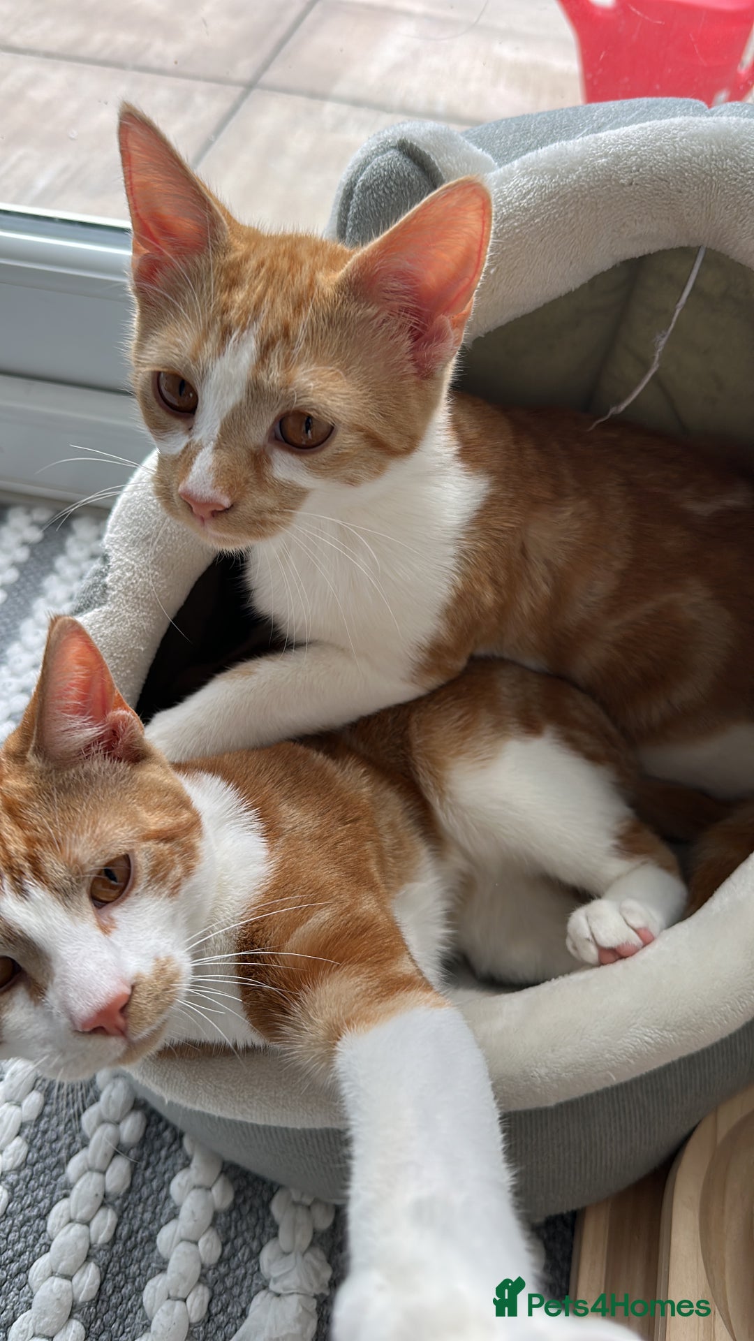 Mixed Breed cats for sale: 2 beautiful ginger cats - Advert 3